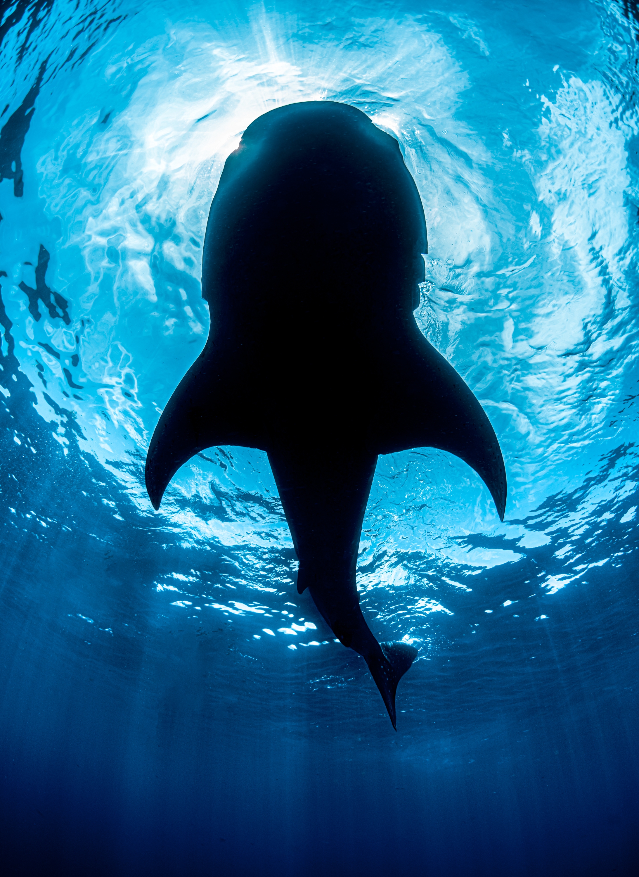 Hai im Wasser